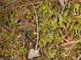 Attēlu rezultāti vaicājumam “Rhytidiadelphus triquetrus sporophyte”