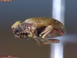 Attēlu rezultāti vaicājumam “Ptinus sp. female”