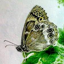 Attēlu rezultāti vaicājumam “Lopinga achine”