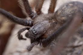 Attēlu rezultāti vaicājumam “Tegenaria sp.”