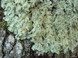 Attēlu rezultāti vaicājumam “Flavoparmelia caperata”