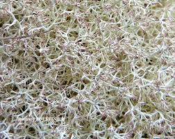 Attēlu rezultāti vaicājumam “Cladonia ciliata”