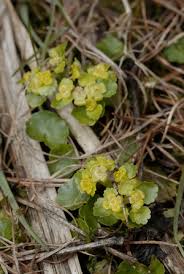 Attēlu rezultāti vaicājumam “Chrysosplenium alternifolium leaf”