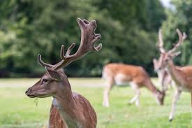 Image result for Northwich Predators