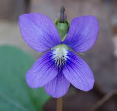 Attēlu rezultāti vaicājumam “Viola sororia”