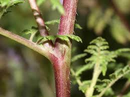 Attēlu rezultāti vaicājumam “Phacelia tanacetifolia leaf”