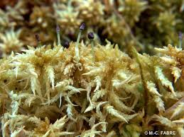 Attēlu rezultāti vaicājumam “Sphagnum centrale”