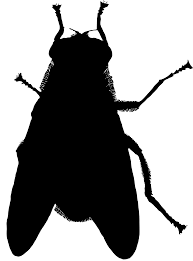 Attēlu rezultāti vaicājumam “Arctophila superbiens”