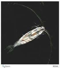 Attēlu rezultāti vaicājumam “Copepoda”