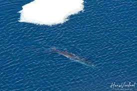 Image result for Balaenoptera bonaerensis