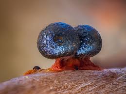 Attēlu rezultāti vaicājumam “Physarum bitectum macro”