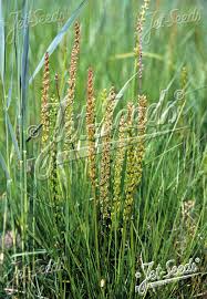 Attēlu rezultāti vaicājumam “Triglochin maritimum flower”