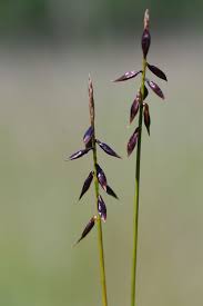 Attēlu rezultāti vaicājumam “Carex pulicaris”