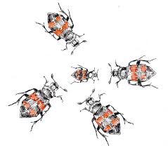 Attēlu rezultāti vaicājumam “Nicrophorus vespilloides”