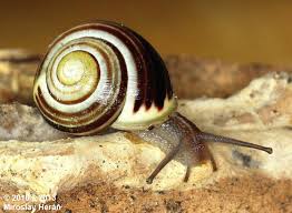 Attēlu rezultāti vaicājumam “Cepaea hortensis”