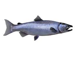 Image result for Oncorhynchus kisutch