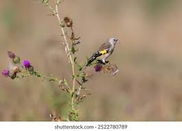 Attēlu rezultāti vaicājumam “Carduelis carduelis adult”