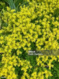 Attēlu rezultāti vaicājumam “Sedum acre bud”