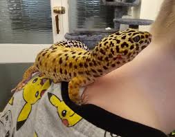 Image result for gravidity leopard gecko