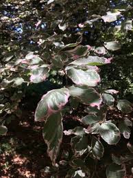 Attēlu rezultāti vaicājumam “Fagus sylvatica fo. purpurea male flower”
