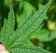 Image result for Leonurus cardiaca