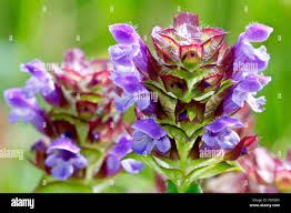 Attēlu rezultāti vaicājumam “Prunella vulgaris flower”