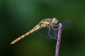 Attēlu rezultāti vaicājumam “Sympetrum vulgatum female”