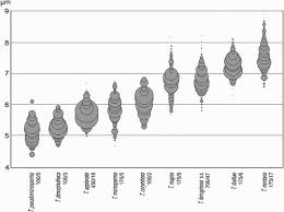 Attēlu rezultāti vaicājumam “Tubifera ferruginosa (subsp. ferruginosa)”