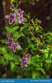 Attēlu rezultāti vaicājumam “Trachyspora intrusa”