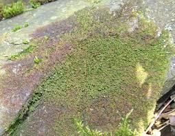 Attēlu rezultāti vaicājumam “Frullania dilatata”