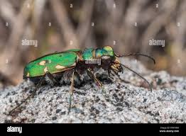 Attēlu rezultāti vaicājumam “Cicindela campestris”