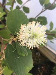Attēlu rezultāti vaicājumam “Fothergilla major”