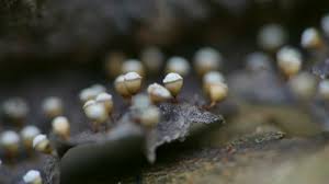 Attēlu rezultāti vaicājumam “Craterium sp.”