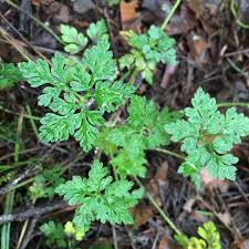 Attēlu rezultāti vaicājumam “Geranium robertianum leaf”