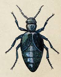 Attēlu rezultāti vaicājumam “Meloe sp.”