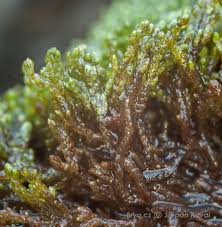 Attēlu rezultāti vaicājumam “Anastrophyllum hellerianum”