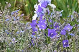 Image result for Campanula persicifolia