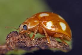 Attēlu rezultāti vaicājumam “Calvia decemguttata imago”