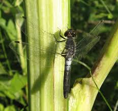 Attēlu rezultāti vaicājumam “Leucorrhinia albifrons female”