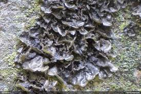 Attēlu rezultāti vaicājumam “Collema flaccidum”