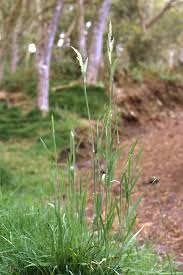 Attēlu rezultāti vaicājumam “Holcus lanatus”