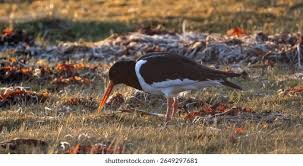 Attēlu rezultāti vaicājumam “Haematopus ostralegus”