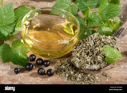 Attēlu rezultāti vaicājumam “Ribes nigrum leaf”