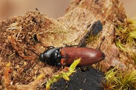 Attēlu rezultāti vaicājumam “Ampedus pomorum”