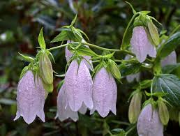 Attēlu rezultāti vaicājumam “Campanula patula fruit”