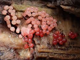 Attēlu rezultāti vaicājumam “Comatricha laxa macro”