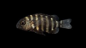 Image result for Archosargus rhomboidalis