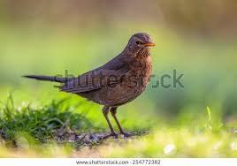 Attēlu rezultāti vaicājumam “Turdus merula female”