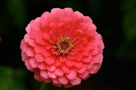 Image result for Zinnia elegans