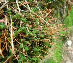 Attēlu rezultāti vaicājumam “Atrichum flavisetum”